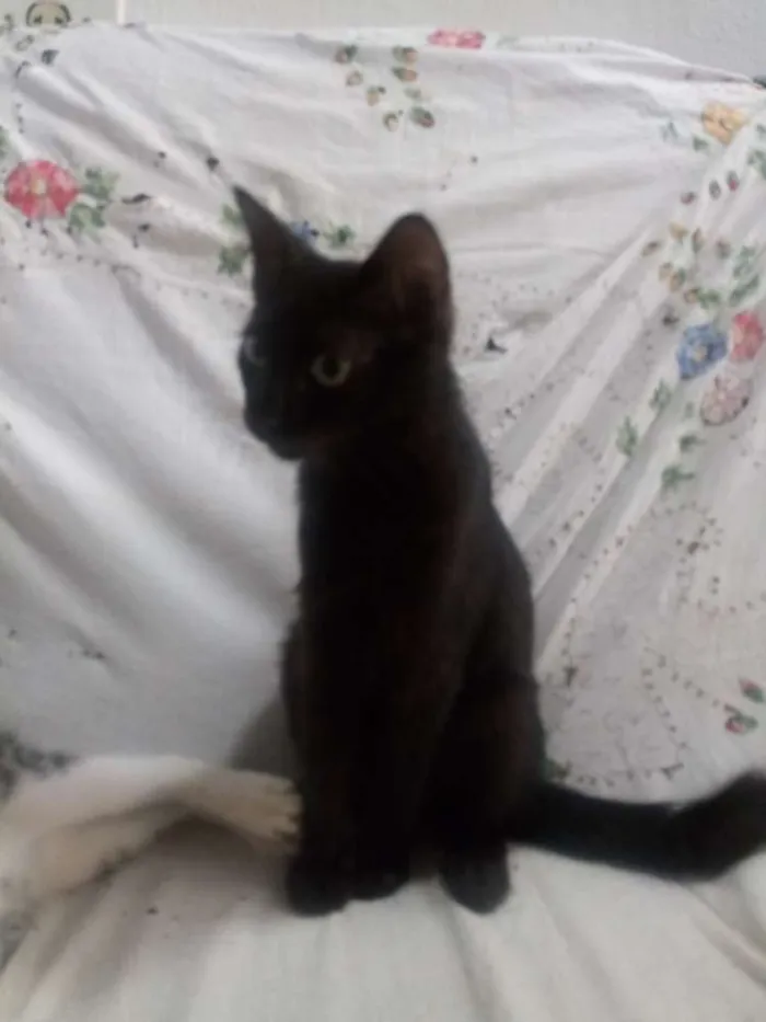 Gato ra a Srd idade 2 a 6 meses nome Sem nome
