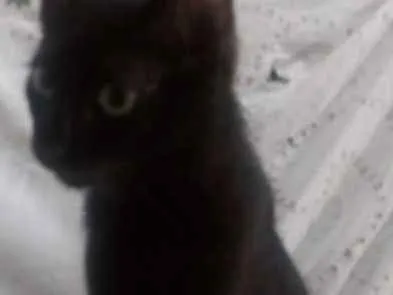 Gato ra a Srd idade 2 a 6 meses nome Sem nome