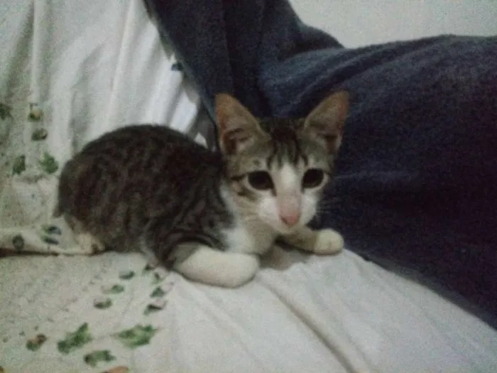 Gato ra a Srd idade 2 a 6 meses nome Sem nome