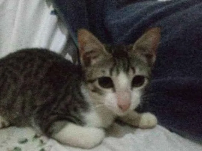 Gato ra a Srd idade 2 a 6 meses nome Sem nome
