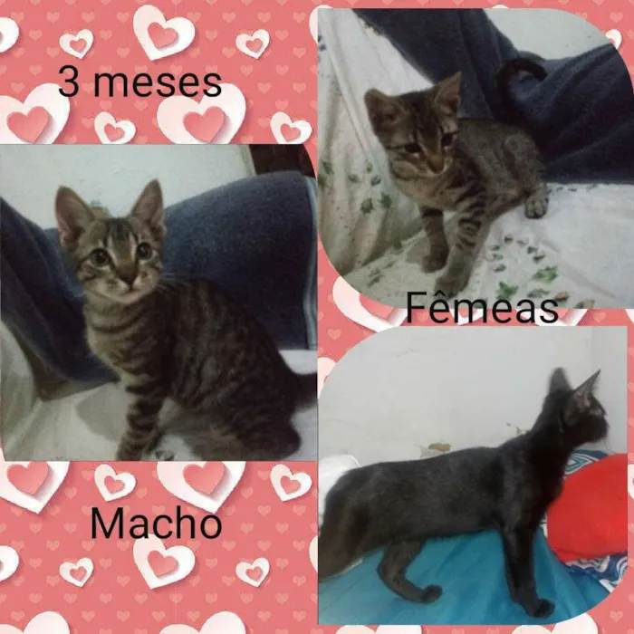 Gato ra a Srd idade 2 a 6 meses nome Sem nome