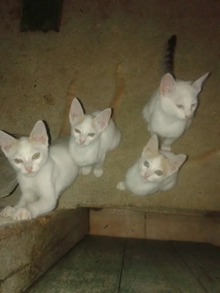 Gato ra a Indefinida idade 2 a 6 meses nome Sem nomes