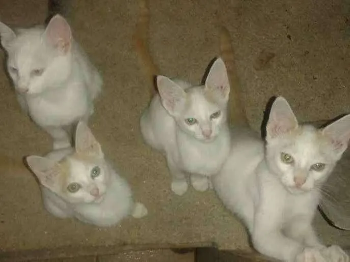 Gato ra a Indefinida idade 2 a 6 meses nome Sem nomes