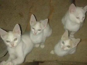 Gato raça Indefinida idade 2 a 6 meses nome Sem nomes