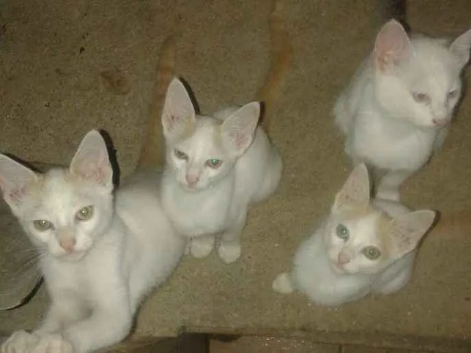 Gato ra a Indefinida idade 2 a 6 meses nome Sem nomes