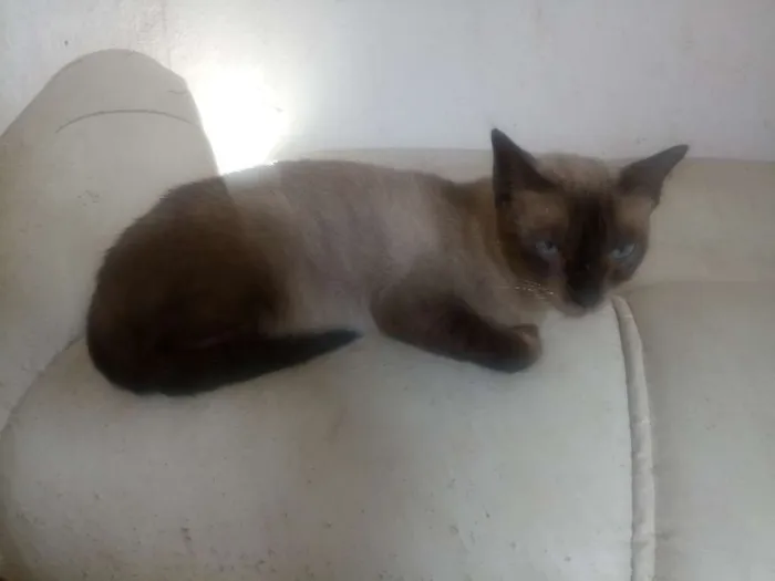 Gato ra a Siamês idade 6 ou mais anos nome Mia 