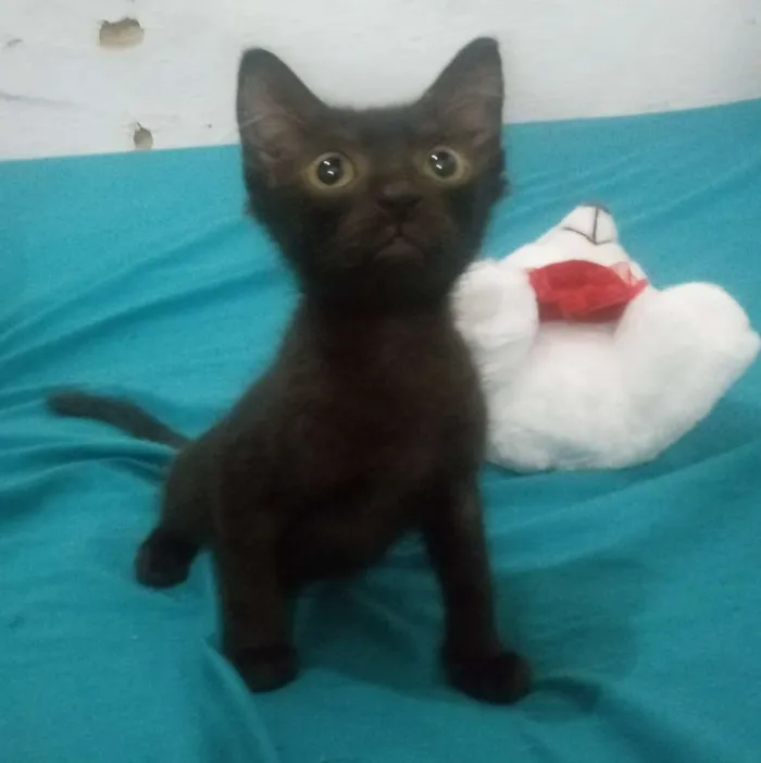 Gato ra a Srd idade 2 a 6 meses nome Sem nome