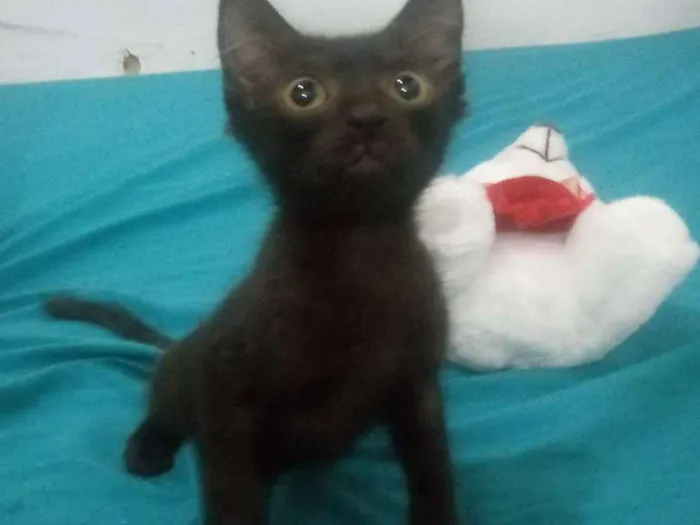 Gato ra a Srd idade 2 a 6 meses nome Sem nome
