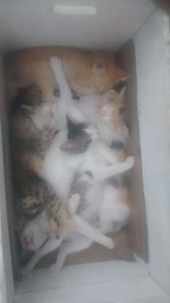 Gato ra a Sem raça definida idade Abaixo de 2 meses nome Filhotes