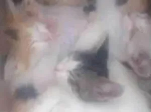 Gato raça Sem raça definida idade Abaixo de 2 meses nome Filhotes