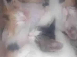 Gato ra a Sem raça definida idade Abaixo de 2 meses nome Filhotes