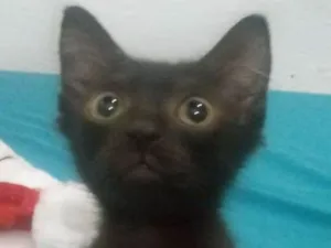 Gato raça Srd idade 2 a 6 meses nome Sem nome