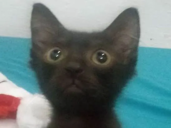 Gato ra a Srd idade 2 a 6 meses nome Sem nome
