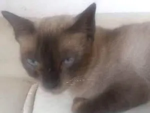 Gato raça Siamês idade 6 ou mais anos nome Mia 