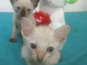 Gato raça Srd idade Abaixo de 2 meses nome Sem nome