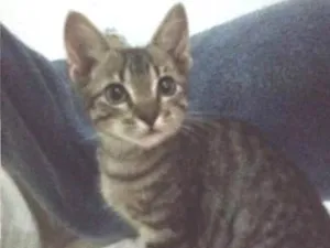 Gato raça Srd idade 2 a 6 meses nome Sem nome
