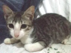 Gato raça Srd idade 2 a 6 meses nome Sem nome