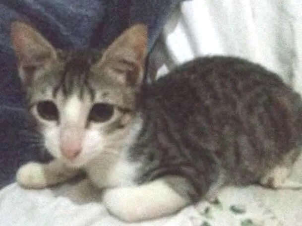 Gato ra a Srd idade 2 a 6 meses nome Sem nome