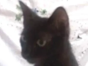 Gato raça Srd idade 2 a 6 meses nome Sem nome