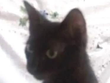 Gato ra a Srd idade 2 a 6 meses nome Sem nome