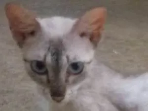 Gato raça Srd idade 1 ano nome Angelina