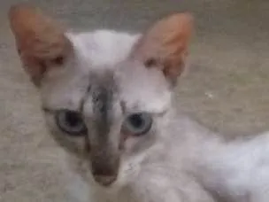 Gato ra a Srd idade 1 ano nome Angelina
