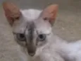 Angelina