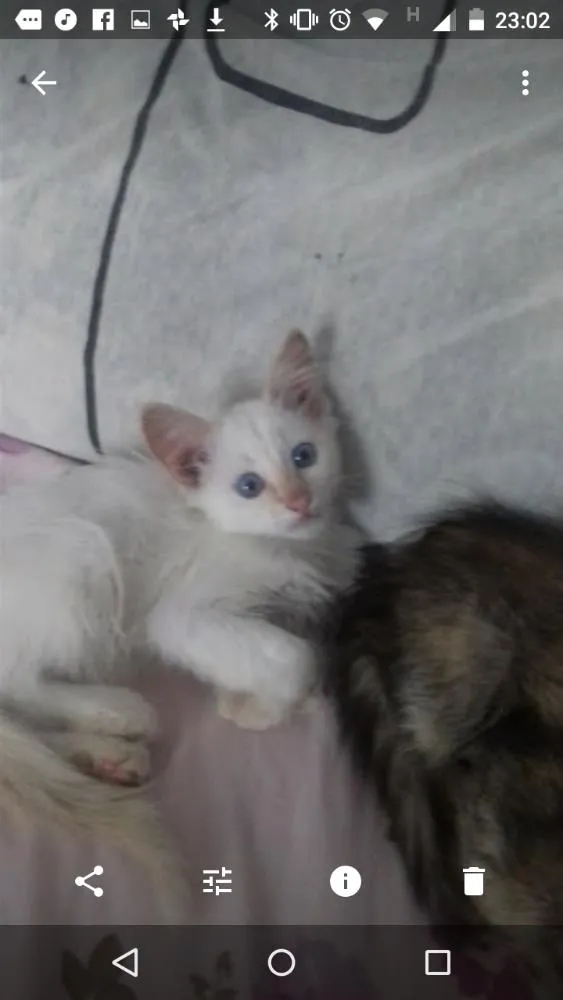 Gato ra a Sem raça definida idade Abaixo de 2 meses nome Filhotes