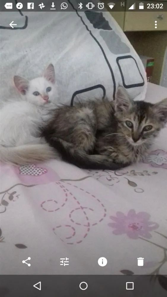 Gato ra a Sem raça definida idade Abaixo de 2 meses nome Filhotes