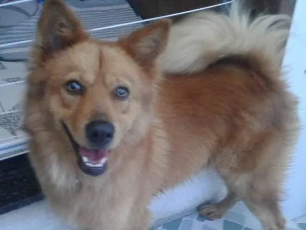 Cachorro ra a Chowchow mistura com vira lata idade 1 ano nome Tulio 