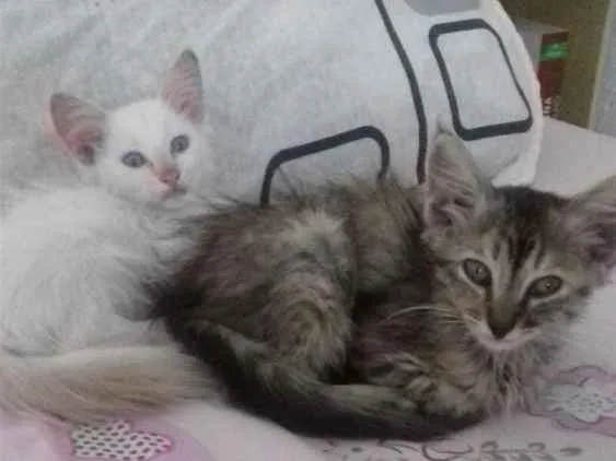 Gato ra a Sem raça definida idade Abaixo de 2 meses nome Filhotes