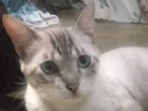 Gato raça Srd idade 1 ano nome Léo