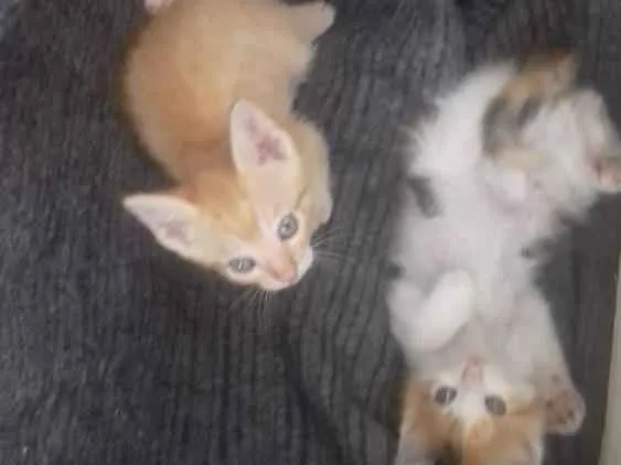 Gato ra a Não possui raça definida idade Abaixo de 2 meses nome Cristiane Cabral De 