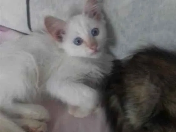 Gato ra a Sem raça definida idade Abaixo de 2 meses nome Filhotes