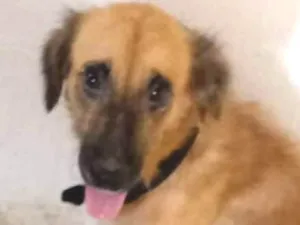 Cachorro raça Srd idade 2 anos nome Estrela
