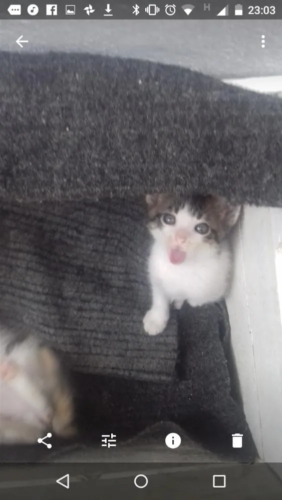 Gato ra a Sem raça definida idade Abaixo de 2 meses nome Filhotes
