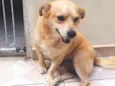 PINGO