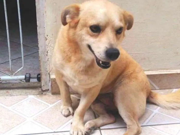 Cachorro ra a mix idade 1 ano nome PINGO