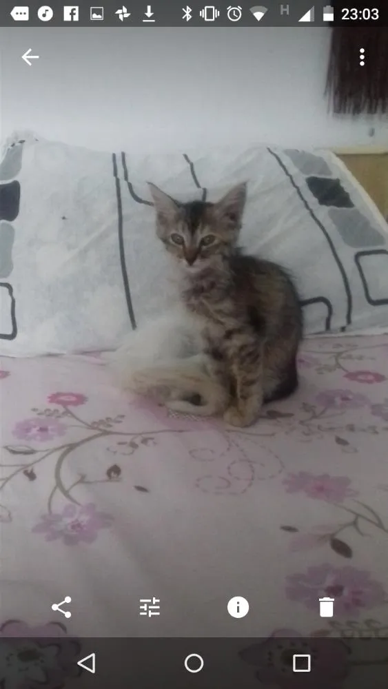Gato ra a Não possui raça definida idade Abaixo de 2 meses nome Cristiane Cabral De 