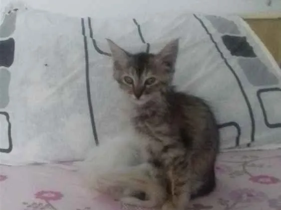 Gato ra a Não possui raça definida idade Abaixo de 2 meses nome Cristiane Cabral De 