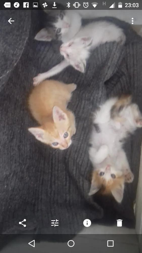 Gato ra a Sem raça definida idade Abaixo de 2 meses nome Filhotes