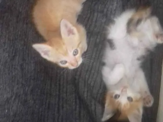 Gato ra a Sem raça definida idade Abaixo de 2 meses nome Filhotes
