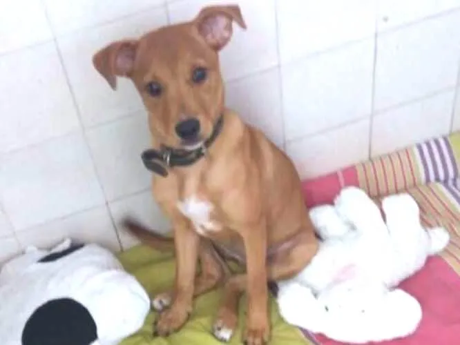 Cachorro ra a mix idade 7 a 11 meses nome Mel