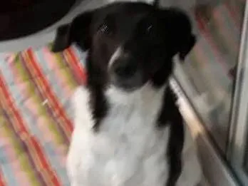 Cachorro ra a SRD idade 1 ano nome Nina