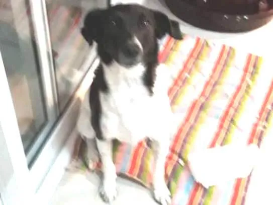 Cachorro ra a SRD idade 1 ano nome Nina