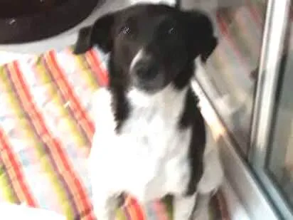 Cachorro ra a SRD idade 1 ano nome Nina