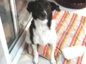 Cachorro raça SRD idade 1 ano nome Nina