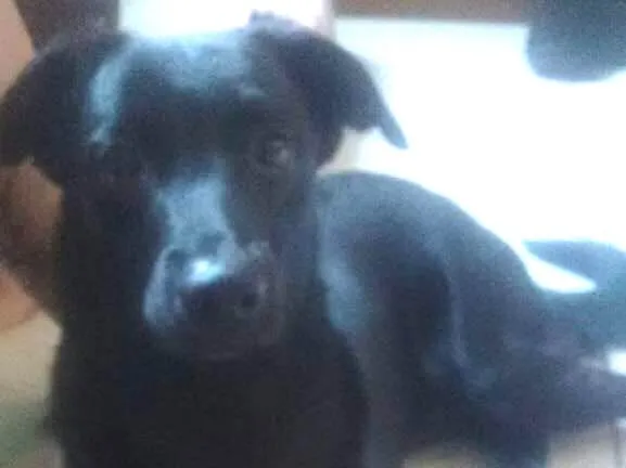 Cachorro ra a mistura de raças pastor e labr idade 1 ano nome ziggy