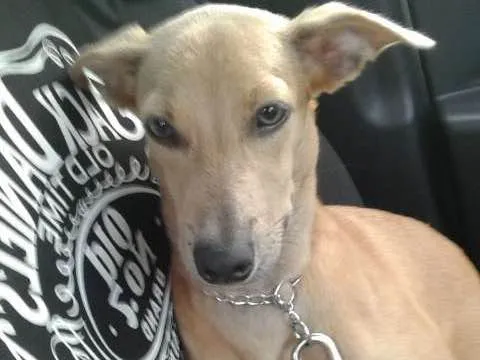 Cachorro ra a SRD idade 1 ano nome Pituka
