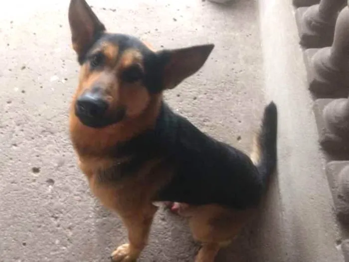 Cachorro ra a Pastor Alemão idade Abaixo de 2 meses nome Hunter